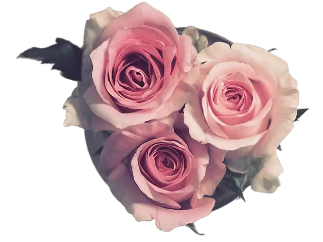 három satirozott rózsafej